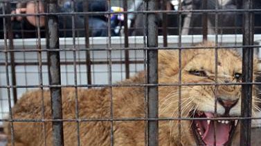 Cachorro de león causa movilización en Nuevo León
