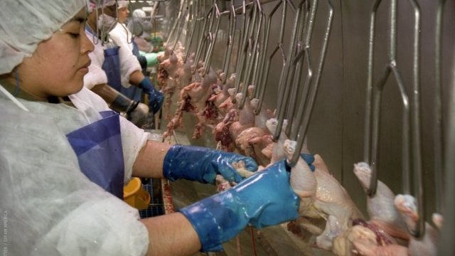 Empresas avícolas aumentan ganancias pero abusan de trabajadores migrantes
