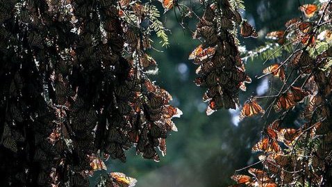 Llegan tarde y 50% menos mariposas monarca a México