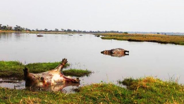 Más de 100 hipopótamos hallados muertos en Namibia