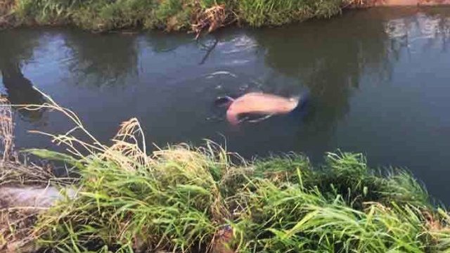 Hallan cadáver flotando en un canal, con señas de violencia, en Juárez