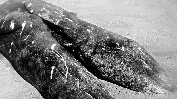 Encallan ballenatos siameses en Laguna Ojo de Liebre