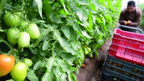 Subirá precio del tomate con el acuerdo con EU