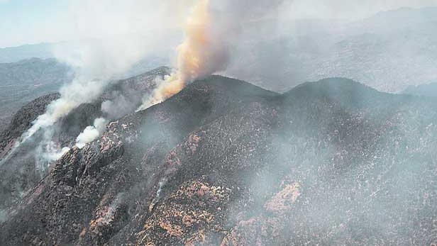 Se reaviva incendio forestal en Janos, por los vientos