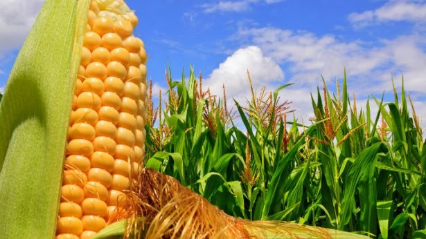 Destacados en la producción de maíz blanco, deficitarios en amarillo forrajero