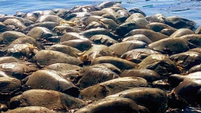 Muerte de 300 tortugas en Oaxaca fue ocasionada por red de pesca prohibida