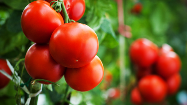 México: La exportación de tomate ya alcanza a la de aguacate