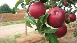 Buscará gobierno que se comercialice manzana chihuahuense en supermercados