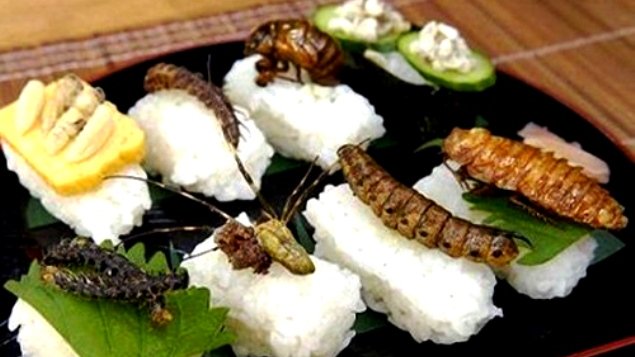 ONU insta a la gente a comer insectos para combatir el hambre
