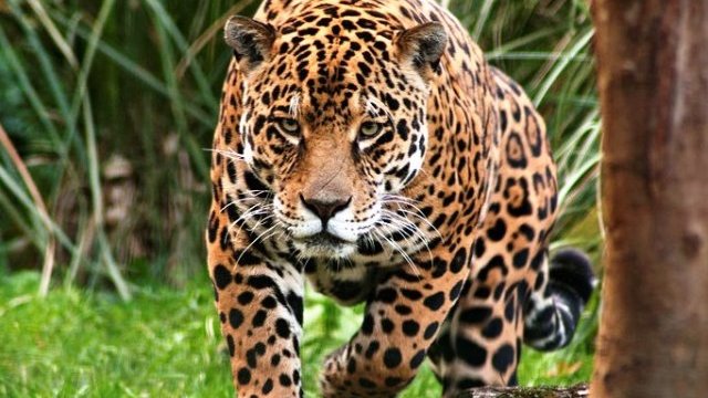 Vive en la Península de Yucatán la mitad de los jaguares de México
