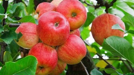 Chihuahua: urgen productores aplicar arancel a manzana de EEUU