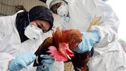 Chihuahua cierra filas en contra de gripe aviar 