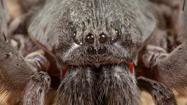 La horrible araña gigante que acaban de descubrir en México