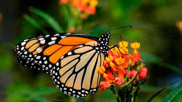 Más mariposas monarcas, pero con menos turistas