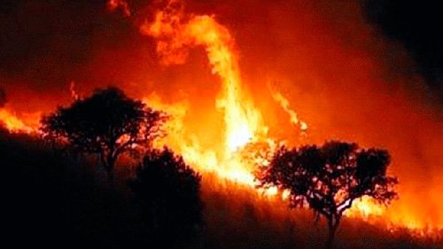 Ya se quemaron 15 mil hectáreas en incendios forestales