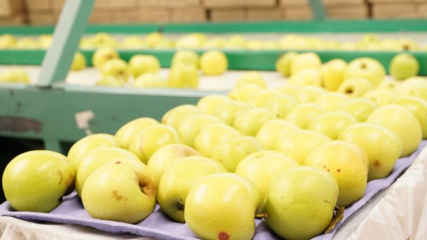 Por perderse 80 mil toneladas de manzana chihuahuense