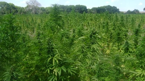 Asegura SEDENA plantío de marihuana de más de 5 hectáreas 