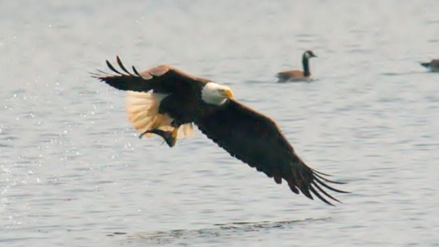 Reaparece el águila calva en Sonora tras 18 años