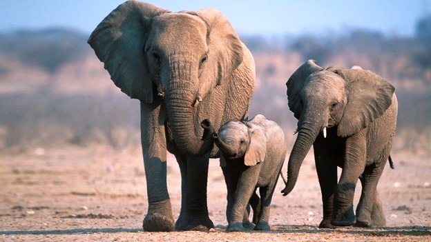 Cazadores furtivos matan a 11 elefantes en una reserva natural de Kenia