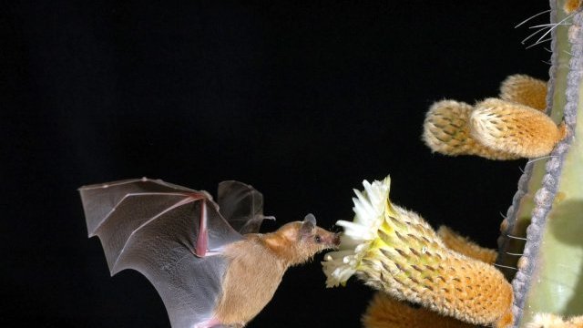 Murciélagos, esenciales en el equilibrio de plagas