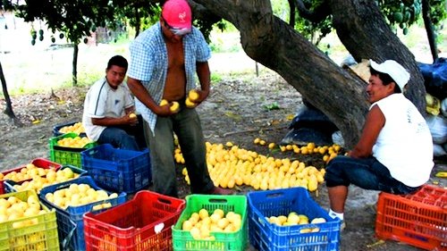 Adelanto de la cosecha de mango en Sinaloa y mayores volúmenes