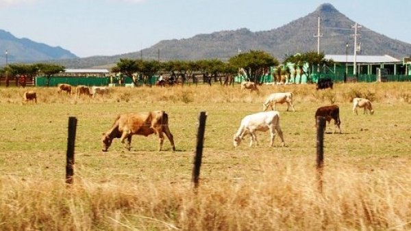 Preocupa la sequía en Jiménez; graves afectaciones a la ganadería