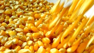 México se convirtió en el primer importador de maíz