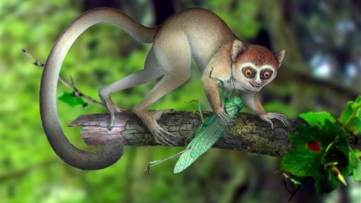 Nuestro pariente primate más antiguo era una criatura hiperactiva