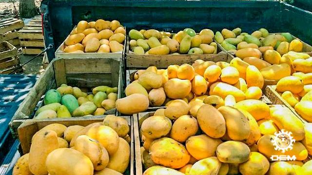 México: Hasta el 50% del mango de Sinaloa es robado