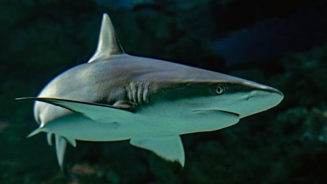 El acuerdo EEUU-México dice NO A CHINA y a las aletas de tiburón