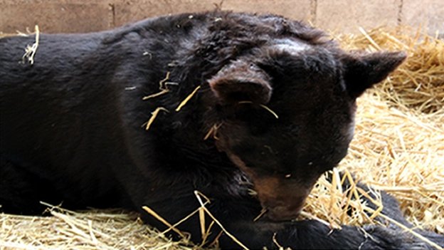 Un oso negro es recuperado en la zona urbana de Nuevo León