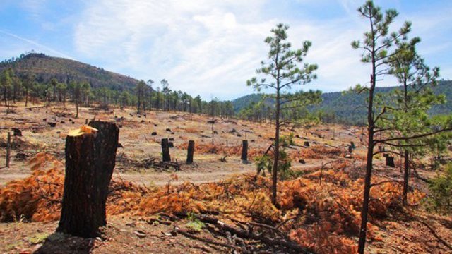 Pese a la presencia del gobierno, no cesa la tala ilegal en la Tarahumara
