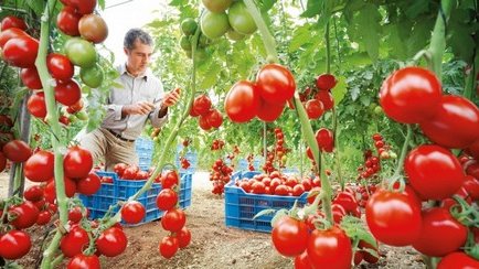México podria reducir la siembra de tomate