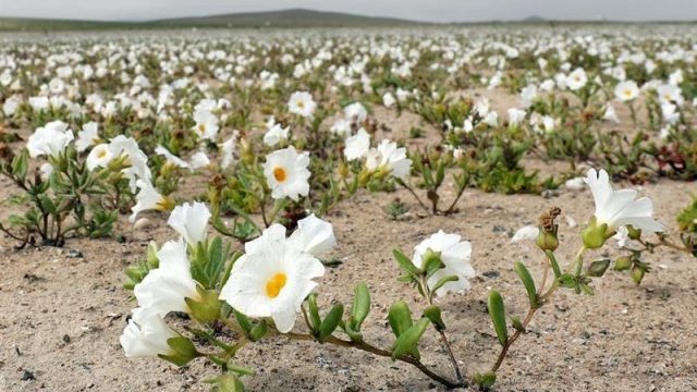 Florece en Chile el desierto más árido del mundo