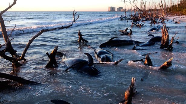 Encuentran 33 ballenas ’piloto’ muertas en playas de Florida