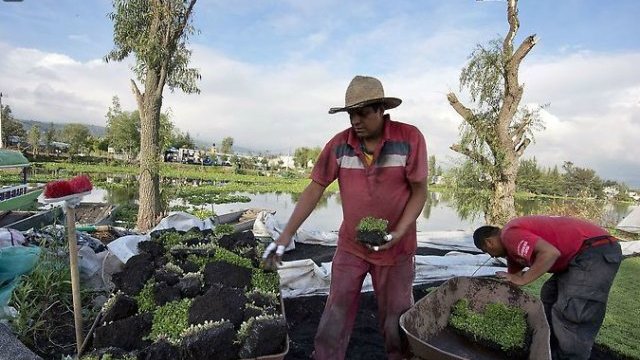 Campesinos mexicanos rescatan la técnica de las chinampas