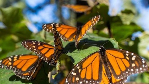 Cumple 41 años la reserva de la biósfera de la mariposa monarca