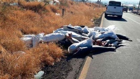 Hallan los cuerpos de unos 300 tiburones en carretera de Michoacán