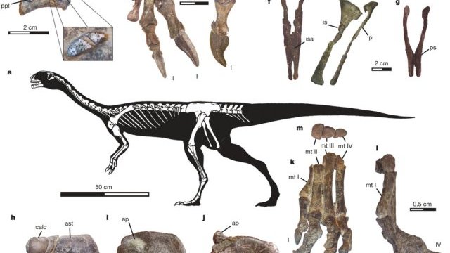 Chilesaurus, primer dinosaurio de linaje aún desconocido