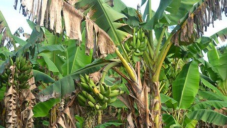 La Sigatoka Negra afecta a 3 mil hectáreas de plátano macho