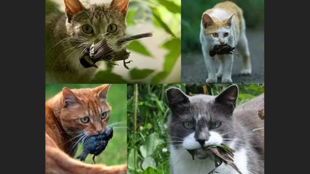 El impacto de los gatos hacia la vida silvestre
