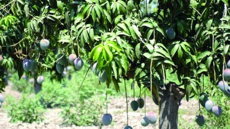 Las plagas afectan a la producción de mango en Apatzingán 