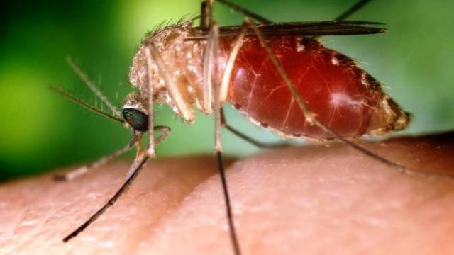 Culpan al calentamiento global del surgimiento del zika