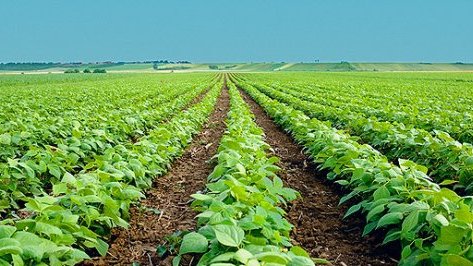 Aumenta un 6,1% la producción agrícola en los primeros siete meses del año