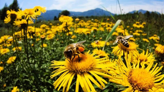 Existe una grave crisis en la apicultura en México