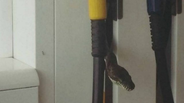Serpiente aparece dentro de la manguera de una gasolinera