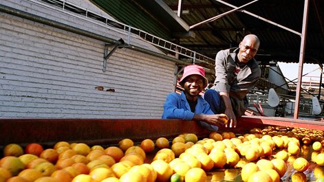 Sudáfrica: Los citricultores negros se unen en una compañía