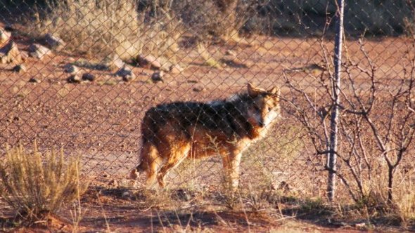 Buscan conseguir territorio para reintroducir el lobo gris mexicano