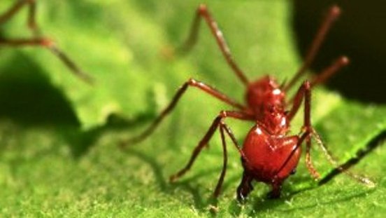 Las hormigas podrían enfriar el clima de la Tierra