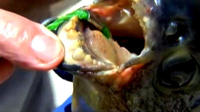 Capturan en EEUU a extraño pez amazónico con dientes humanos